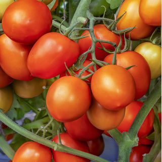 Tomato Indam 1320