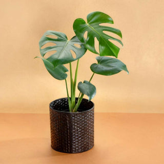 Monstera Deliciosa In Metal Planter Gift