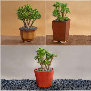 Crassula Jade In Terracotta Pots Gift