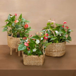 Anthurium In Cane Basket Gift