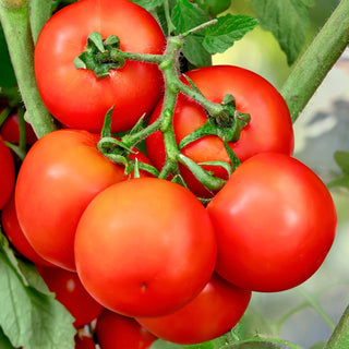 Tomato Indam 6072