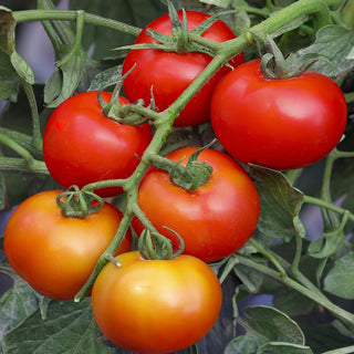 Tomato Indam 13405