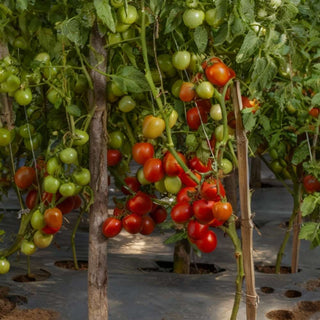 Tomato Indam 13201