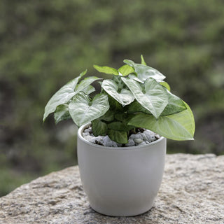 Syngonium White Butterfly