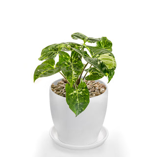 Syngonium Panda Galaxy