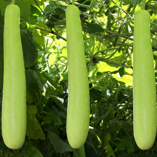 Bottle Gourd Indam 204