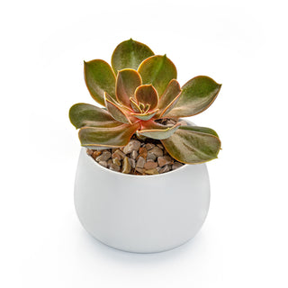 Succulent Echeveria Melaco