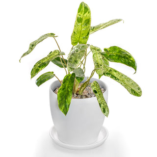 Philodendron Paraiso Verde