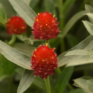 Gomphrena Qis Red