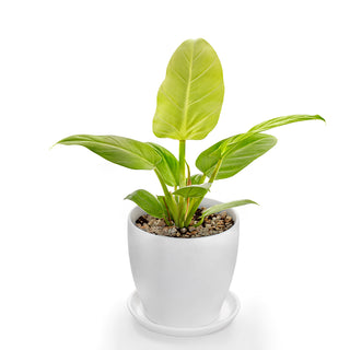 Philodendron Golden Melinonii