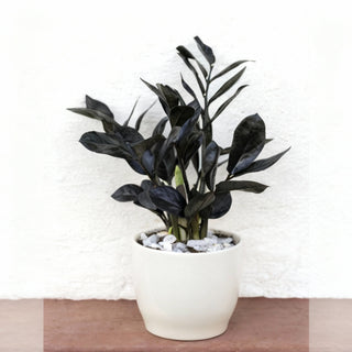 Black Zamia