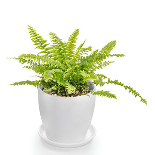Boston Fern